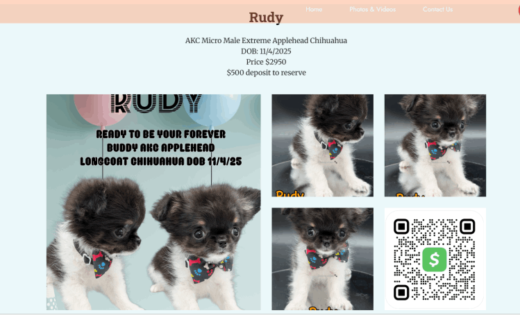 Live Office Assistant - Website Designer Near Me